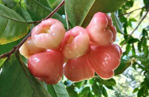 Rose apple Fruit on a tree