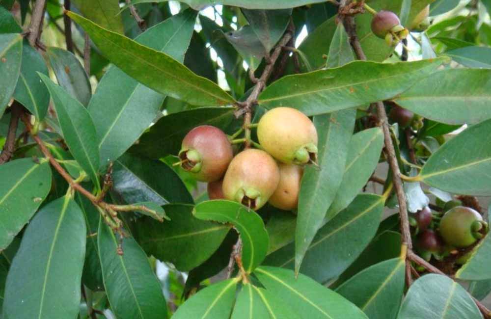 sand rose apple